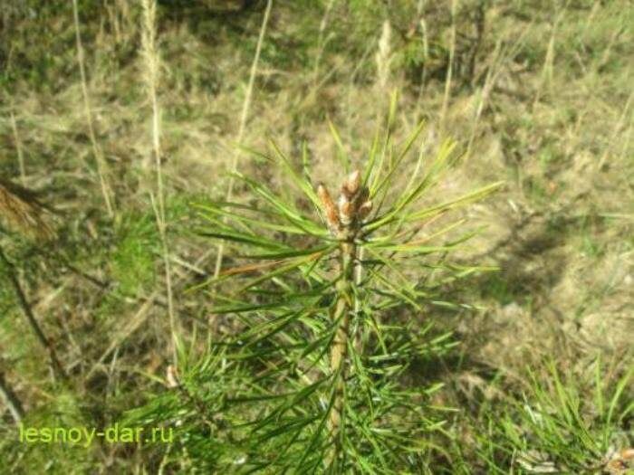 �������� �����: ��������, ��������� ��������