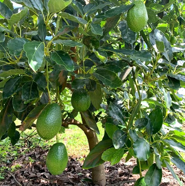 �������: �������������� ����� ����������� ��������� ���� ���