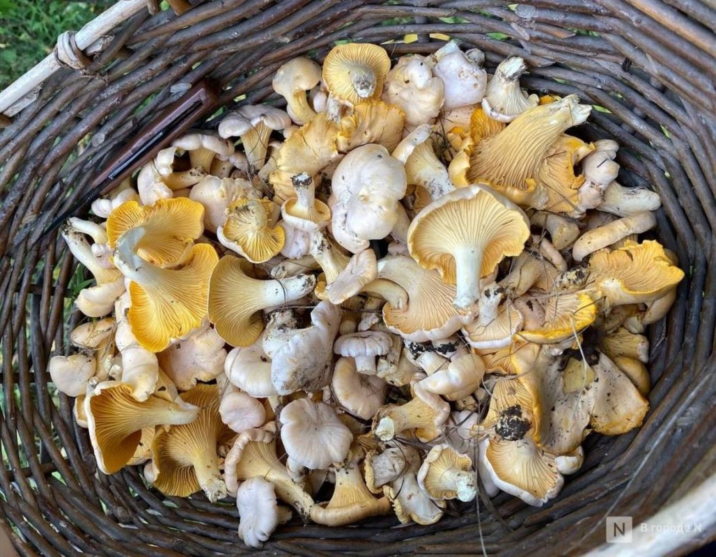 Грибы в ноябре: нижегородцы продолжают «тихую охоту»