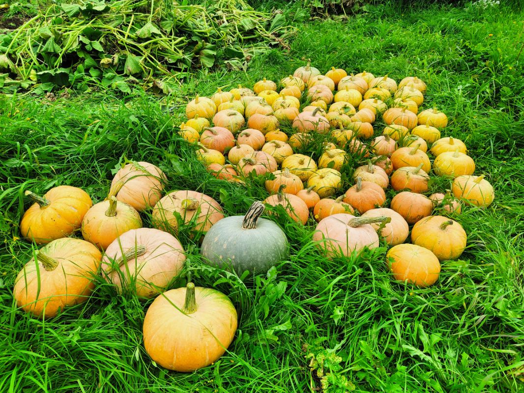 ��� ��������� �������� ��������� �������: �������� ������