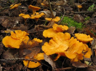 Непредсказуемый декабрь: редкий зимний урожай лисичек в Нижегородской области