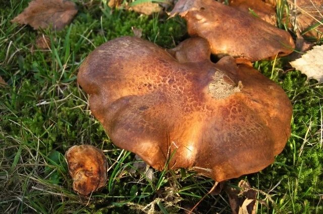 Свинушка: убойный гриб, которого стоит бояться