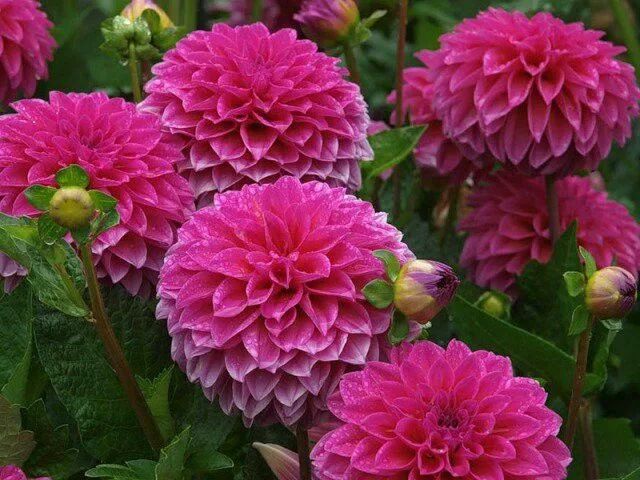 Секреты создания роскошных георгинов: советы по уходу в конце июля