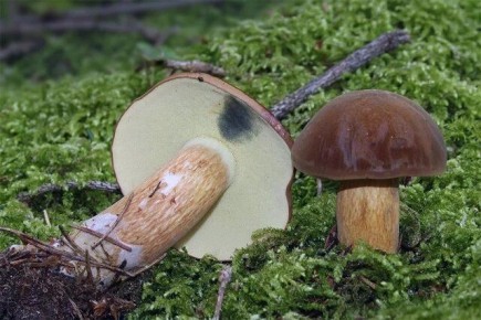 Польский гриб: особенности, сбор и как не ошибиться с двойниками