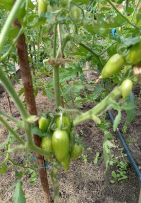 Как защитить помидоры от фитофторы в последнюю минуту