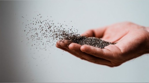 Сибирские семена чиа: как Россия осваивает экзотические культуры