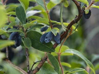 Секреты успешного ухода за жимолостью для щедрого урожая