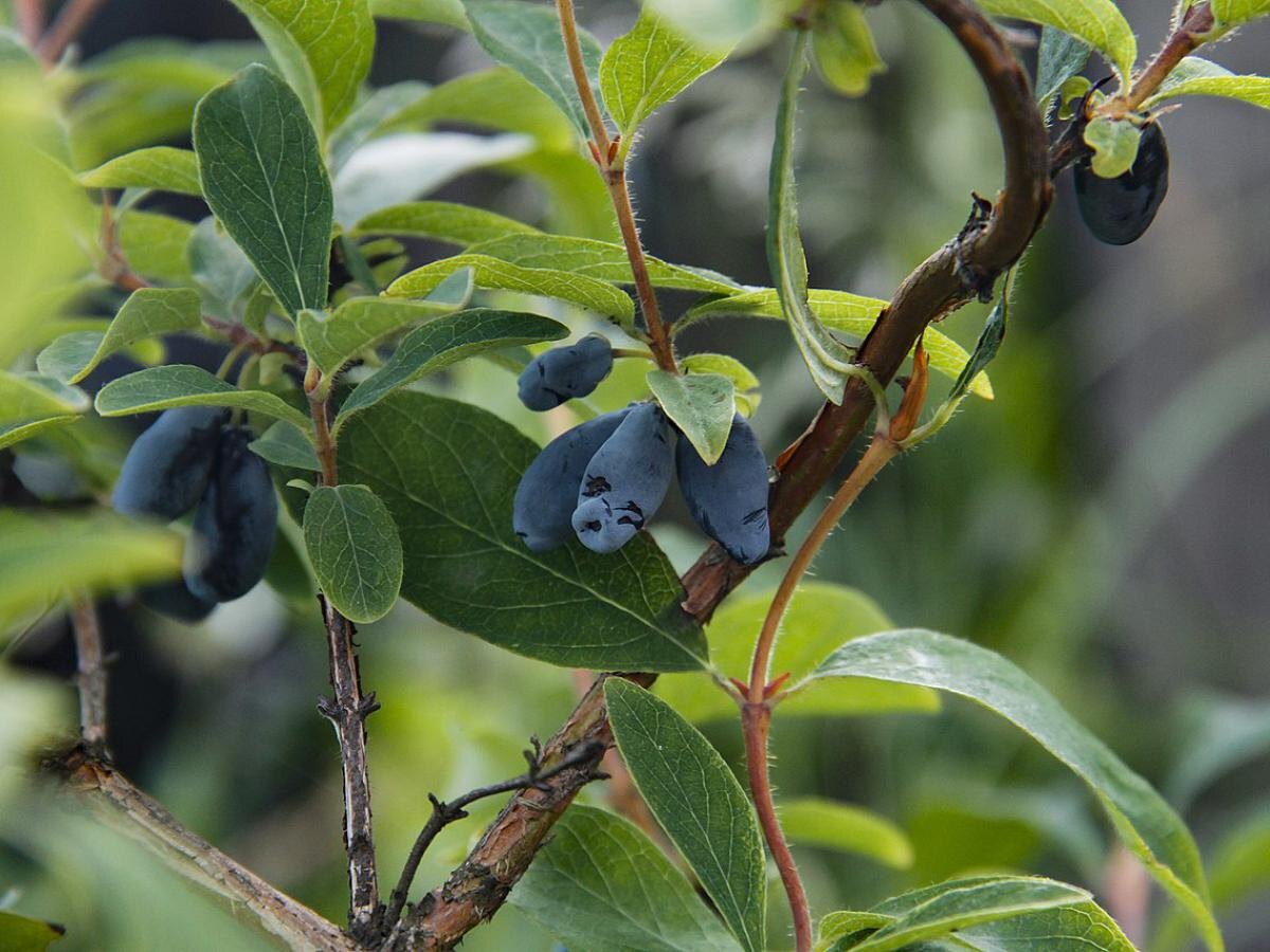 Секреты успешного ухода за жимолостью для щедрого урожая