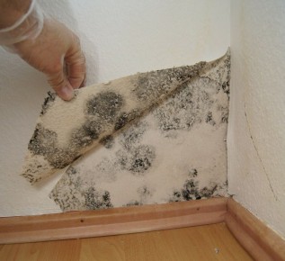 Плесень и грибок после затопления квартиры: восстановление ущерба и защита здоровья