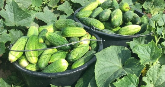 ����� ��������� ���������: ����� ���������� ����� ��� ������ � 2025 ����