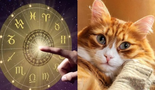 Раскройте секреты характера вашей кошки по ее знаку Зодиака