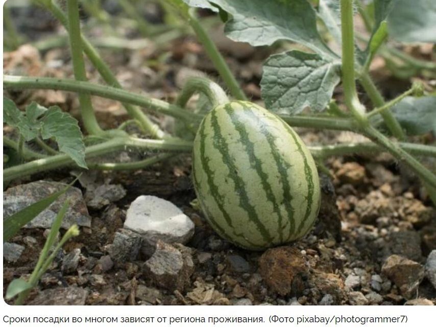 Советы по выращиванию арбузов