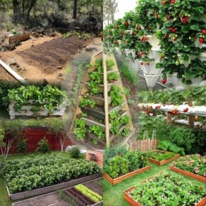 Посадка клубники: лучшие практики и советы