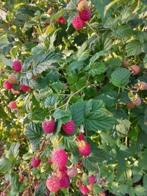 ��� ��������� �������� ������: ������� ������� ��������