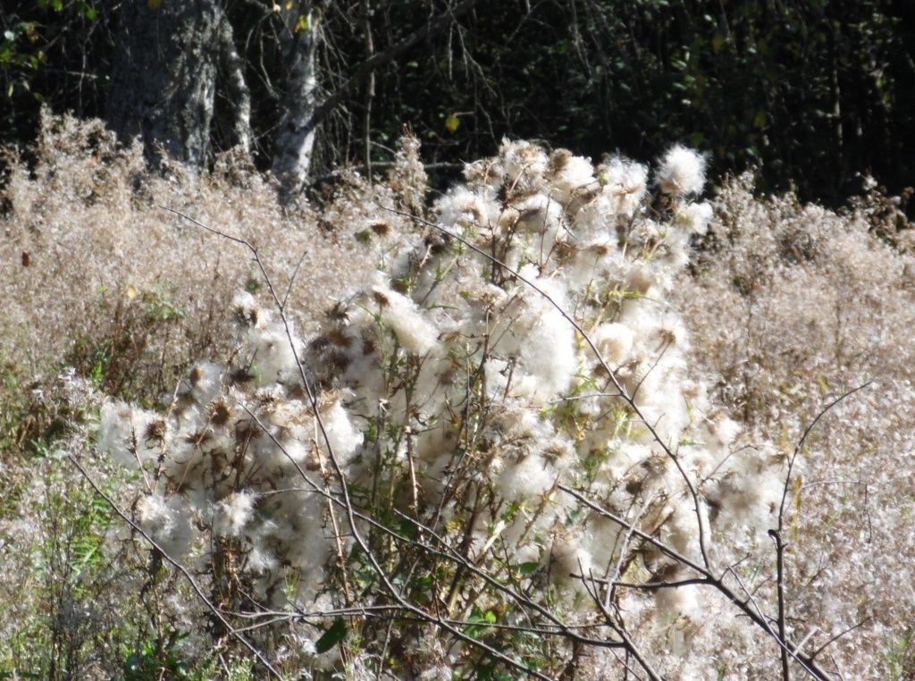 ��� �������� ���� �� ����� ����������� ��������: ������������ ����������� �� ������ � �������