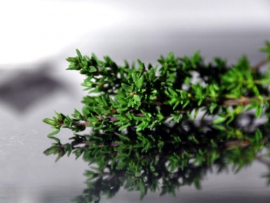 Как высушить травы и удивить соседей: секреты домашней кулинарии