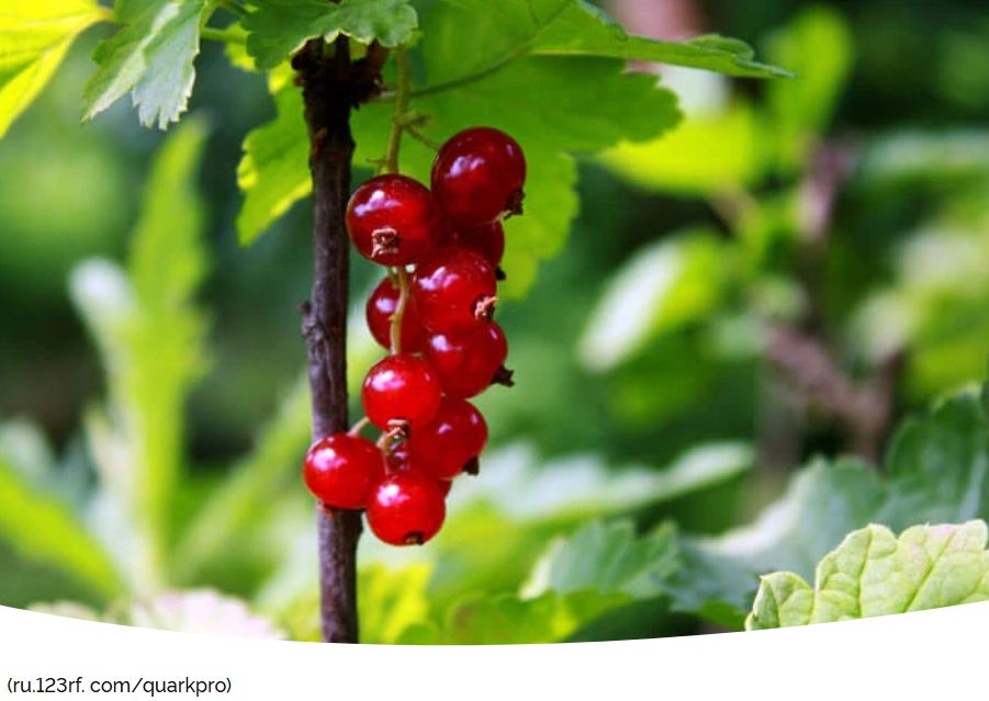 Осень – идеальное время для заготовки черенков смородины