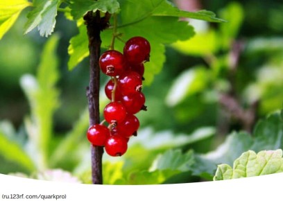 Осень – идеальное время для заготовки черенков смородины