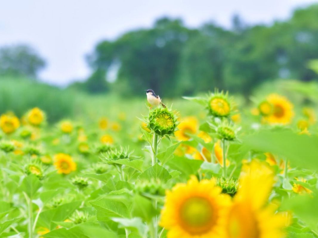 Как зеленые помощники очищают почву: натуральные способы восстановить здоровье земель