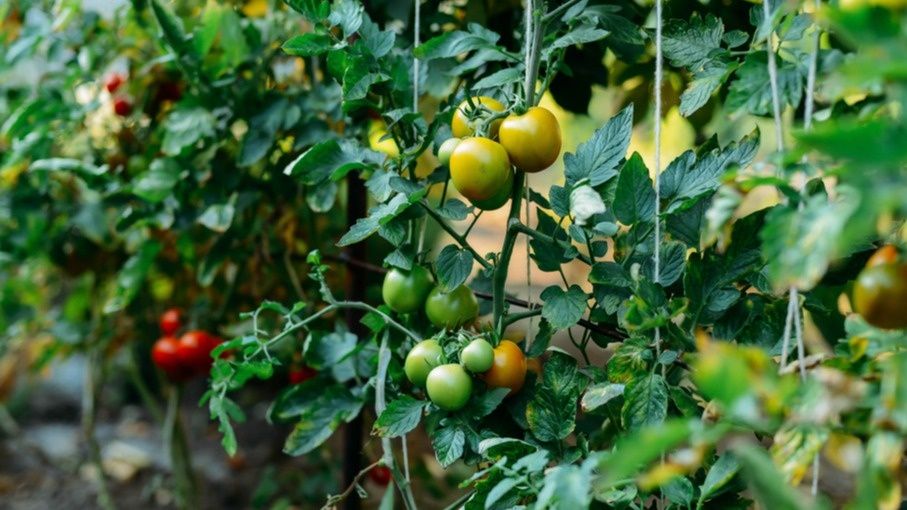 Секреты успешного выращивания томатов: как исправление ошибок сделало урожай ранним и богатым