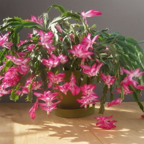 Почему ваш декабрист не цветет: ключевые причины и решения