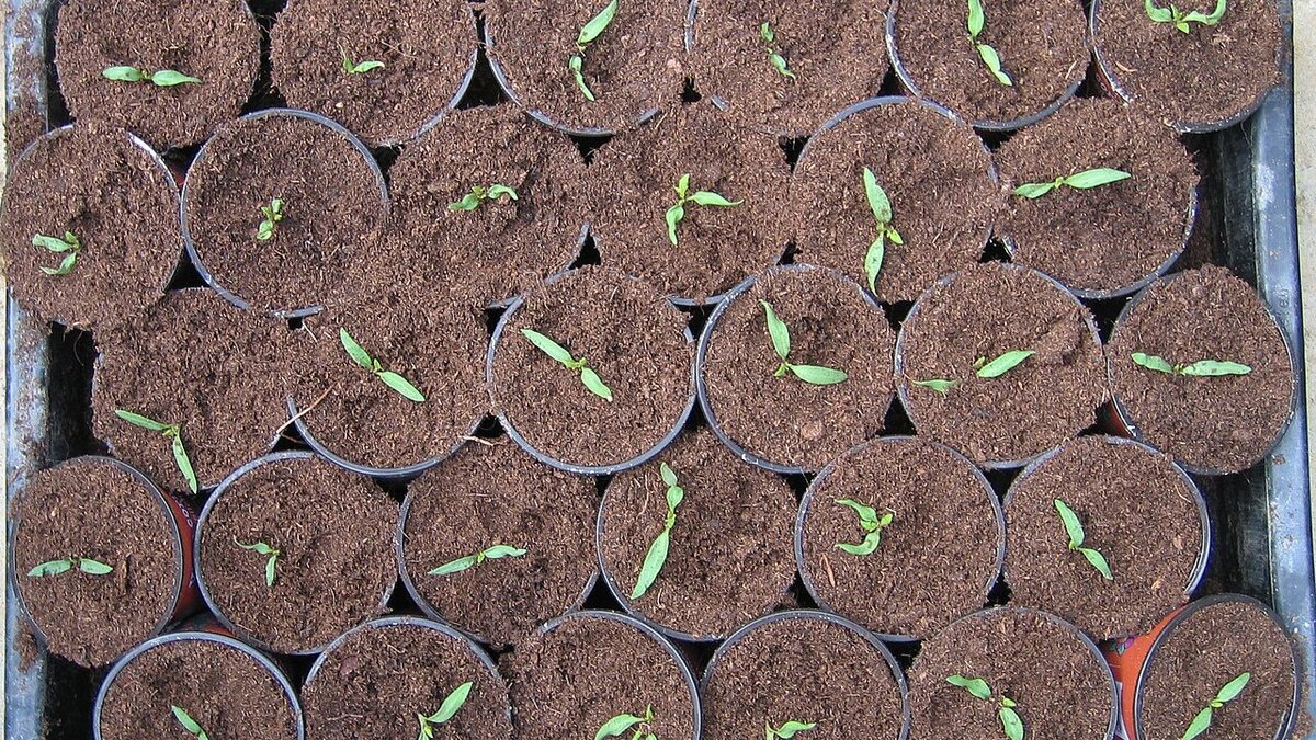 Секреты успешного полива рассады: как сделать растения крепче