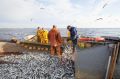 В России зафиксирован рекордный улов тихоокеанской сельди