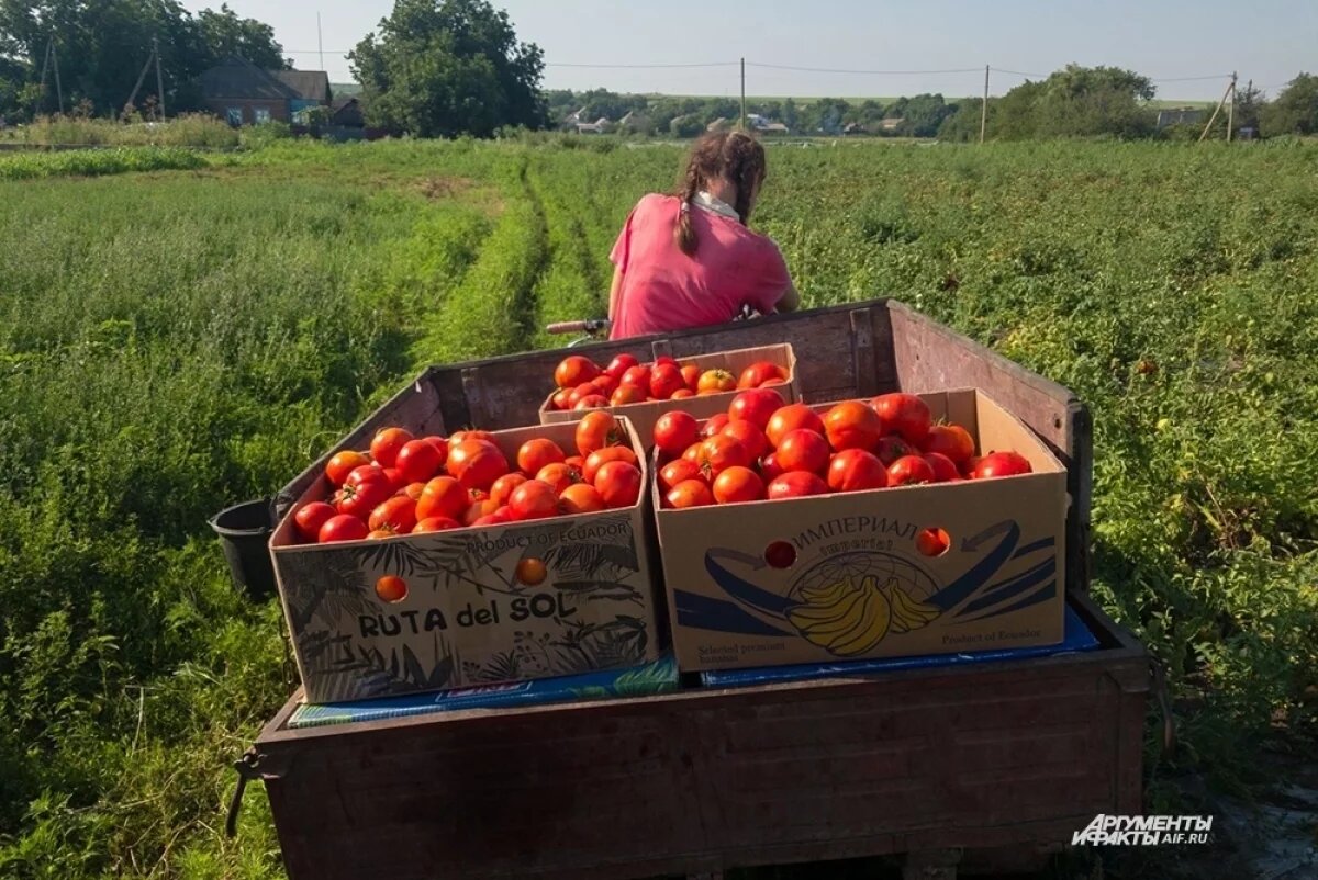 Как сохранить урожай томатов: советы агронома Терентьева