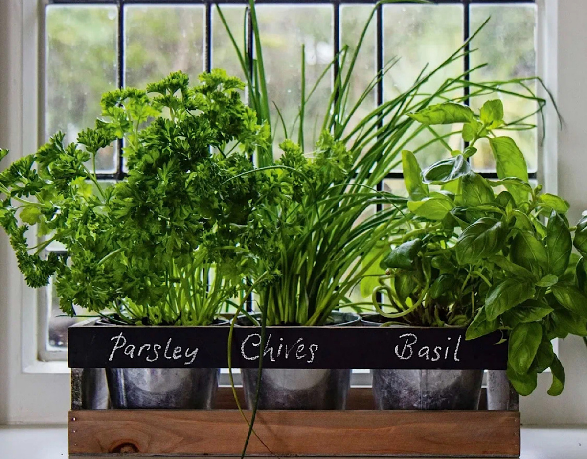 Домашний сад пряных трав: советы для кулинаров