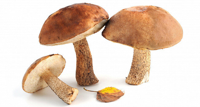 Как правильно готовить подберезовики: от варки до консервации