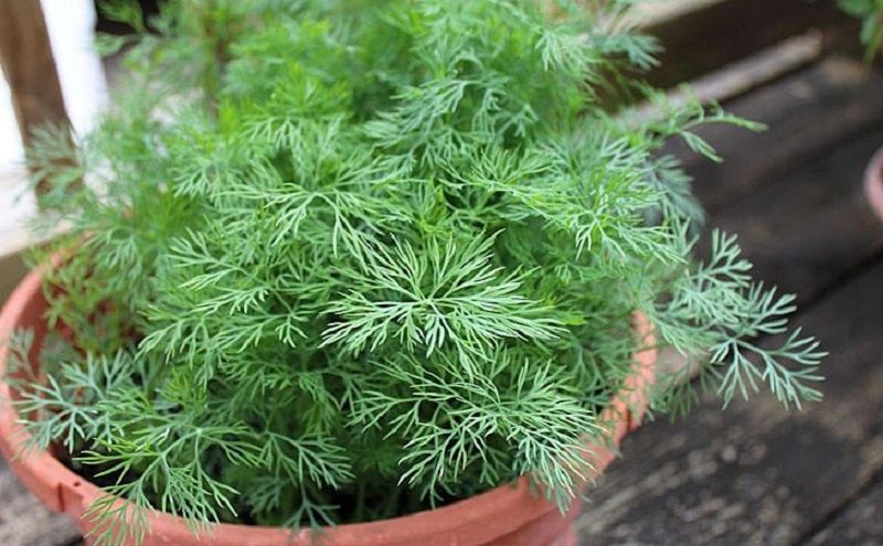 Выращивание укропа на подоконнике: свежая зелень всего за две недели