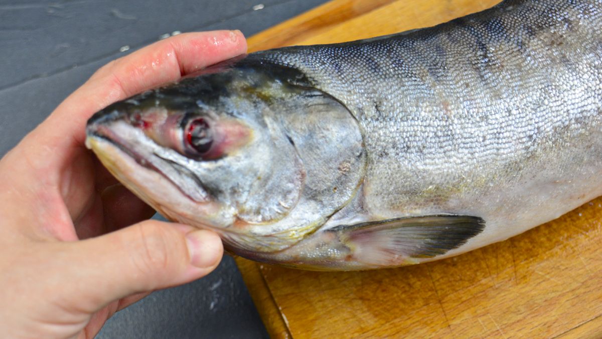 ��� �������� �������: ��������� ������ ��� ������������ �����