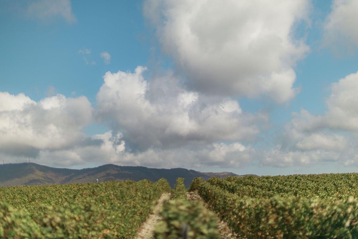 ���� ��� ���������� �����������