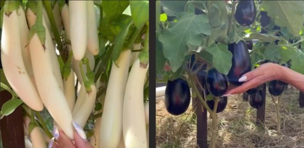 ����� ������: ����� ������ ���������