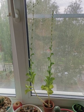 ����� �� �����������: ��� ���� ���� ������ � ������