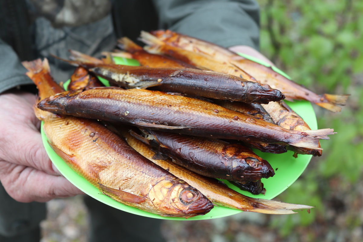 Как приготовить ароматную ряпушку домашнего копчения