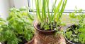 Как вырастить свежую зелень на подоконнике зимой