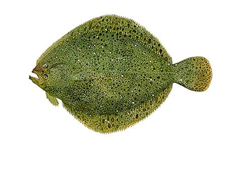 ������� ������: ���������� ����� � ���������� ����