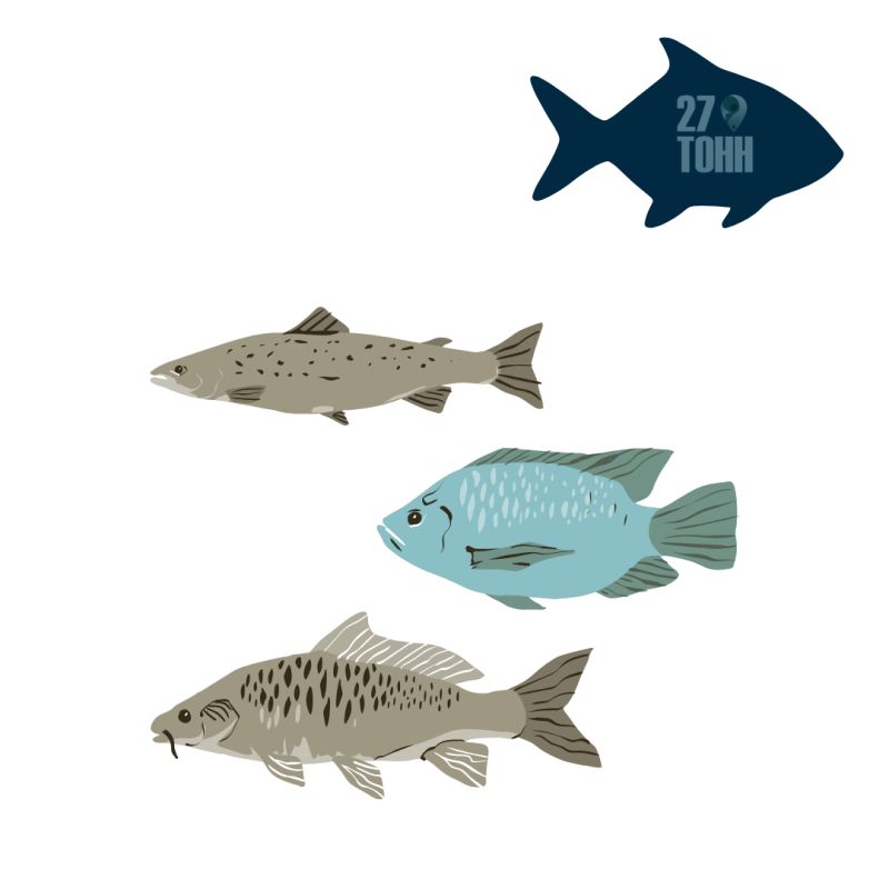 ��� ���������� �������� ���� ������ �� �������� ��������