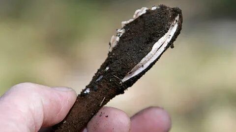 ����, ������� ������� � ������ ������