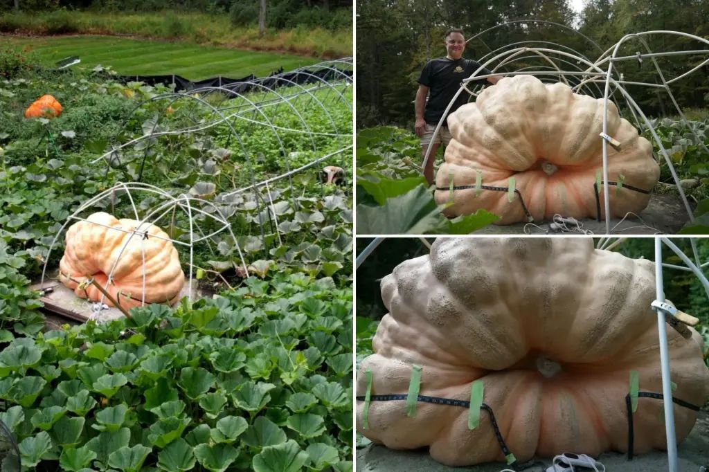 ��� ��������� ���������� �����: ������� �������� ���������