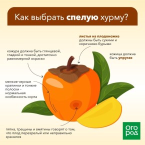 ������ ����� ����������� ������: ������������ ����� � ������