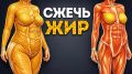 Как правильно укомплектовать продуктовую корзину для идеальной фигуры