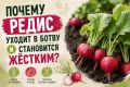 Как избежать проблем с редисом: секреты сочных корнеплодов