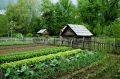 Способы улучшения почвы с помощью природных методов