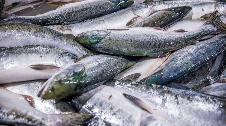 Как российская рыба завоевывает рынок: от замороженного продукта до gourmet